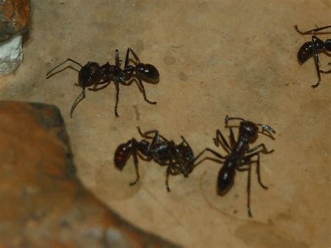 The Online Zoo Giant Tropical Bullet Ant