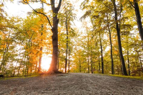 Golden Fall Season Forest Stock Photo Image Of Autumnal 45314900