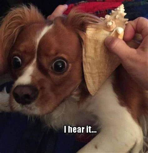 Funny Animal Pictures Of The Day 29 Pics