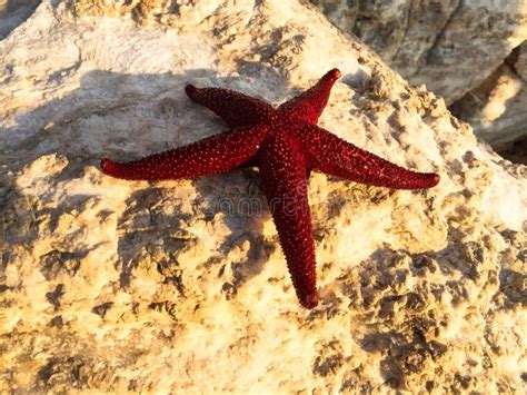 Starfish Lying On Sand Starfish Lying On The Sand On The Beach Stock