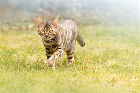 Bengal Cat Walking In Grass Free Photo Download Freeimages