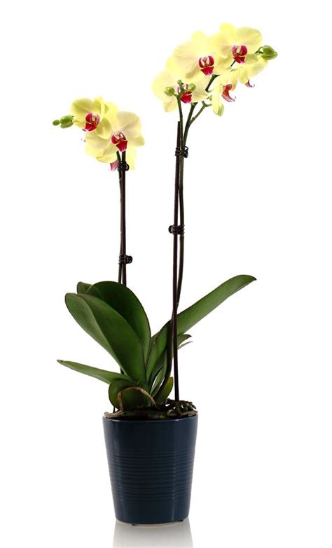 Now comes the tricky part! DIY Orchid Inspiration | Orchids, Orchid pot, Yellow orchid
