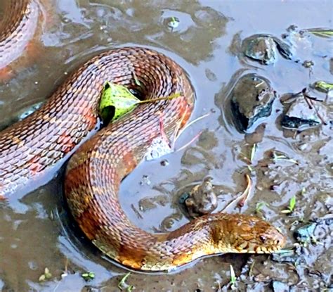 Northern Water Snake Living In My Pond Snakes