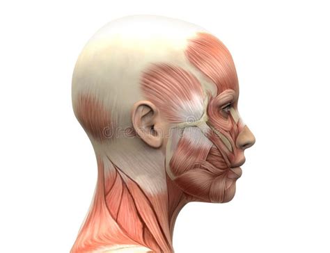 Female Head Muscles Anatomy Side View Stock Illustration
