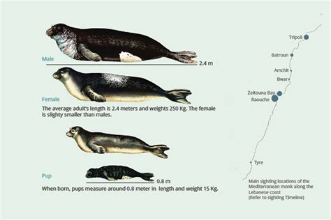 Mediterranean Monk Seal Society For The Protection Of Nature In Lebanon