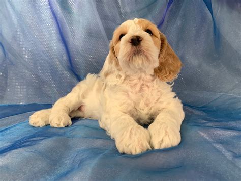 Cockapoos For Sale Iowa Puppies Cocker Poodle Mix Ready Now
