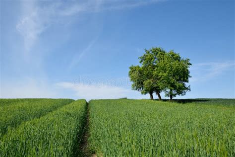 Green Field With Lone Tree Stock Photo Image Of Beauty 54125008