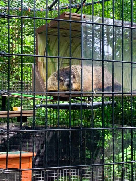 What attractions are near maxi mode center? Seven Reasons You Should Visit the Animal Sanctuary Near ...