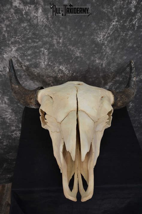 American Bison Skull Taxidermy Sku 1534 All Taxidermy