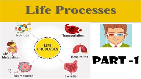 Part 1 Life Processes Types Of Nutrition Class 10 Biology Youtube