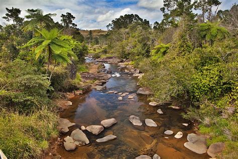 Creek And Fern Trees In Australian Rain Forest Photograph By Dirk Ercken