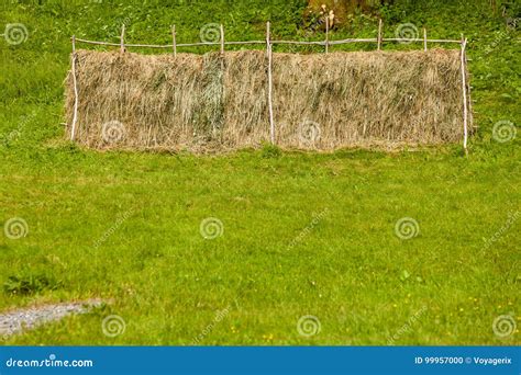 Drying Grass Hay Straws On Wooden Fence Stock Photo Image Of Straw