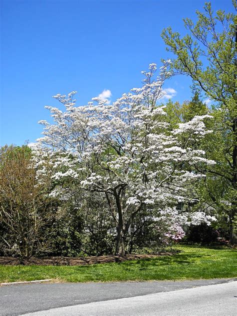 It brightens up the landscape and signals that spring has finally arrived. Dogwoods in May