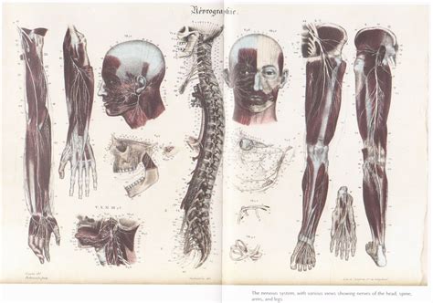 Human Anatomy Wallpaper Wallpapersafari