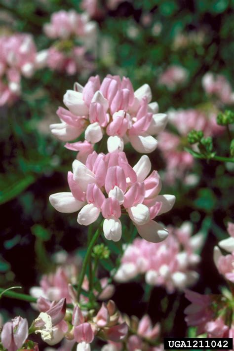 Purple Crown Vetch Securigera Varia