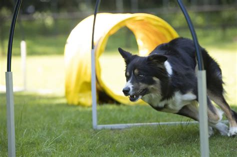 Top #freightforwarding & #logistics provider, pioneer in #emergingmarkets. Hoopers-Agility | Canemio - Harmonieschule für Hund & Mensch