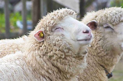 Jun 08, 2021 · author:ゆうさん＠羊の国 こまめっち画伯作ゆうさん 羊の国はニュージーランドの 南島で小さなファームやってます。 ご訪問ありがとうございます！ エンジェル・クロエ 2001年7月2日生まれ 2015年5月8日エンジェル・クロエに 今も、そしていつまでも、 羊の画像ください。 | ガールズちゃんねる - Girls Channel