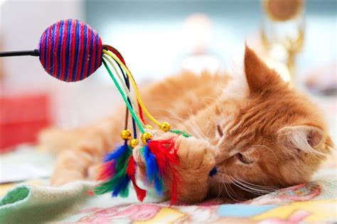 Heres Why Cats Love To Play With String But Is String Safe For Cats