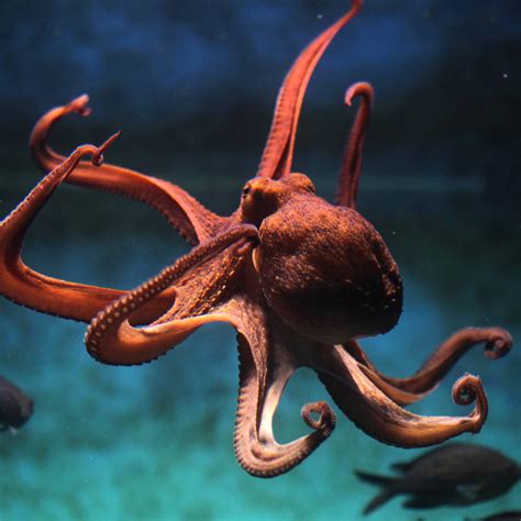Поделка по мотивам krake raken trainer от squid industries. NEUE NETFLIX-DOKU: "MEIN LEHRER, DER KRAKE" | Animal ...
