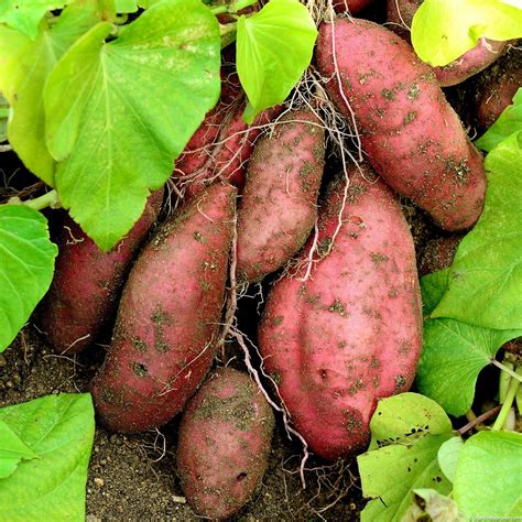 Patate Douce Le Jardin Du Prahor