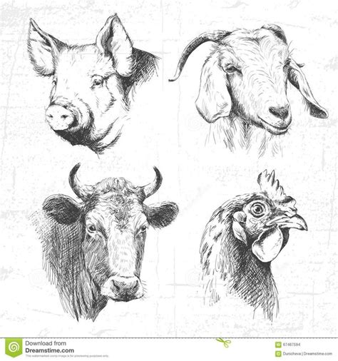 Farm Animals Vintage Set Vector Download From Over 60 Million High