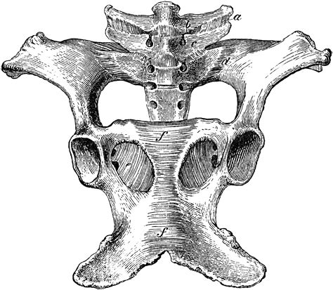 Sacral And Pelvic Ligaments Clipart Etc 54756 The Best Porn Website