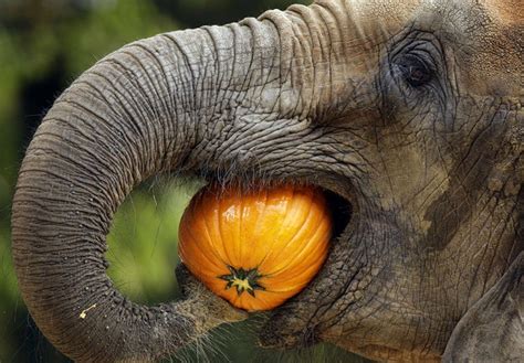 What Do Elephants Eat Facts About The Diet Of An Elephant