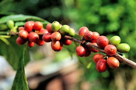 A Beginners Guide To Coffee Ethiopia Sidamo Recette