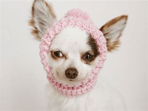 10 Crochet Dog Hat Patterns Crochet News