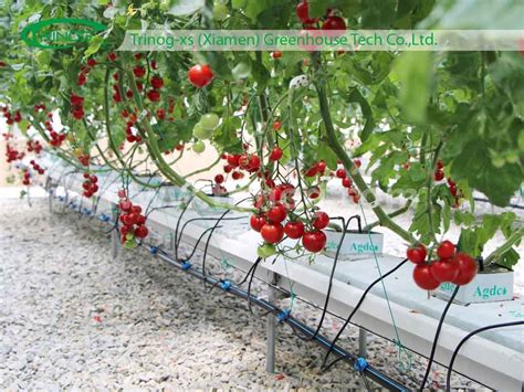 Hydroponic System Tomatoes Tutorial Hidroponik