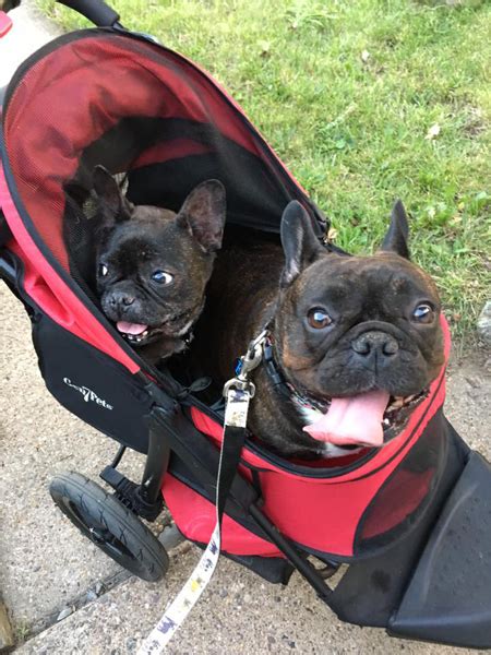 Ohio french bulldog rescue (shelter. French Bulldog Rescue Network :: Brachycephalic Airway ...