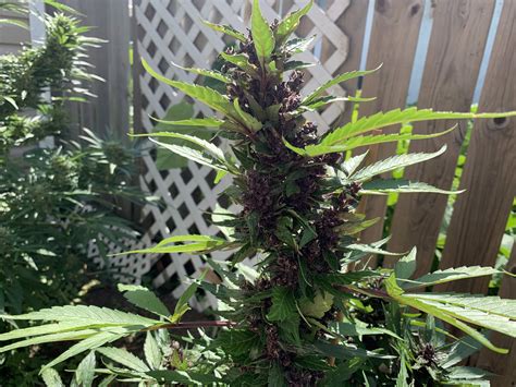Sonoma Seeds Purple Kush Autoflower Grow Journal Week14 By Smylinpupil