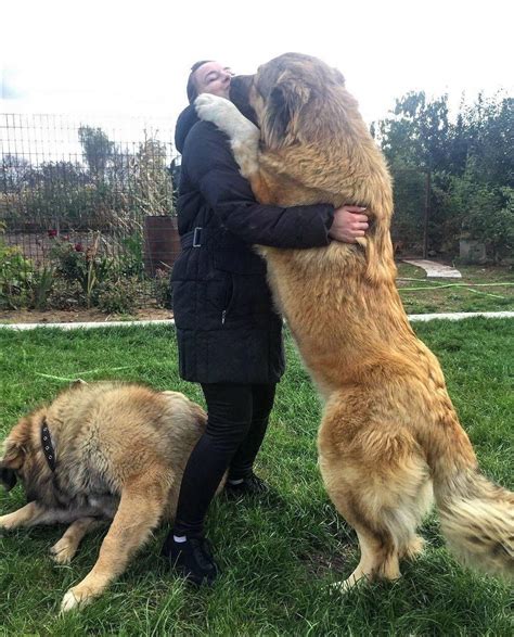 The Caucasian Ovcharka A Russian Bear Hunting Dog Rhumanforscale