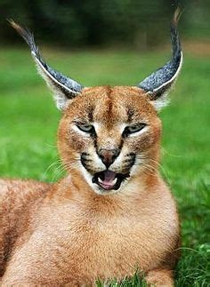 We have a kitten for sale with solid color of white and other kittens that are black, and gray. african lynx - Google Search | Caracal cat, Animals wild ...