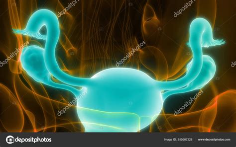 Female Reproductive System Anatomy Stock Photo By ©magicmine 355607228