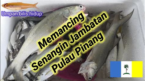 Png berkas:flag of asal namanya dari pohon pinang. Memancing Senangin di Jambatan Pulau Pinang 1 - YouTube