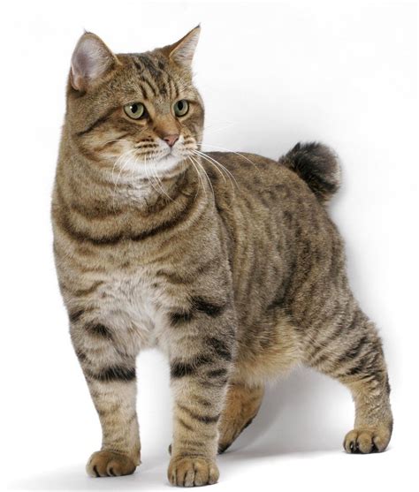 Cat Breeds American Bobtail Cat Origin And Personality Dogalize