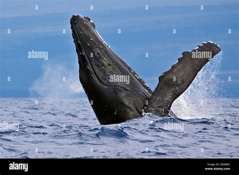 Humpback Whale Megaptera Novaeangliae Breaching Hawaii Usa Pacific