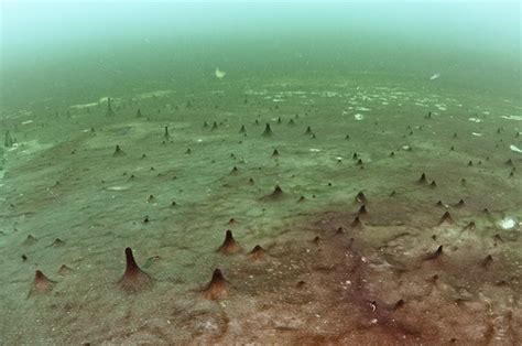 Exploring Lake Huron Sinkholes May Help Find Life On Other Planets Great Lakes Echo