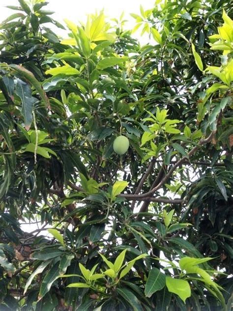 Garcinia mangostana）はフクギ属の常緑高木。東南アジア原産。マレー語、インドネシア語ではマンギス (manggis)、タイ語ではマンクット (มังคุด) という。果実は美味で「果物の女王」と称される。 マンゴーの木 | インド人シェフのブログ