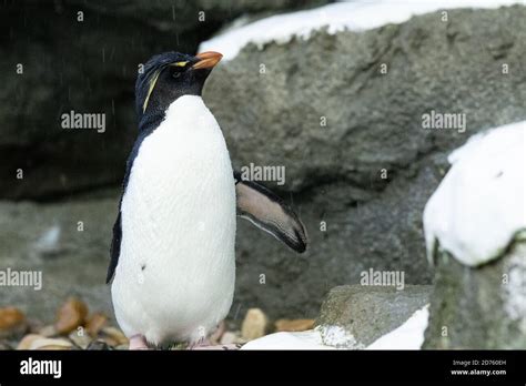 Penguin Flightless Bird Stock Photo Alamy