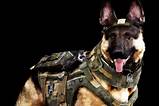 Dogs In The Army