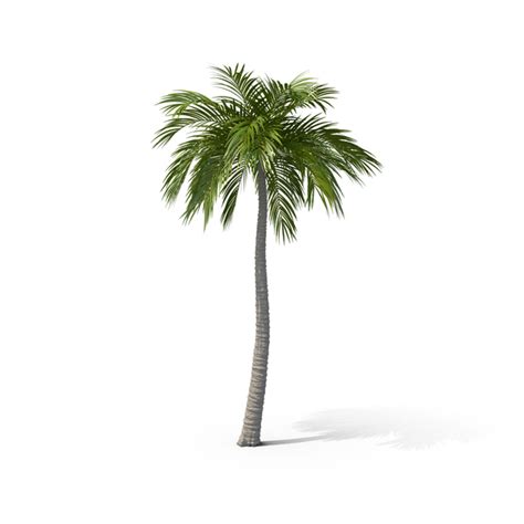 Palm Png Images And Psds For Download Pixelsquid S111383392