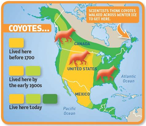Coyote Wolf Hybrid Pacific Ocean