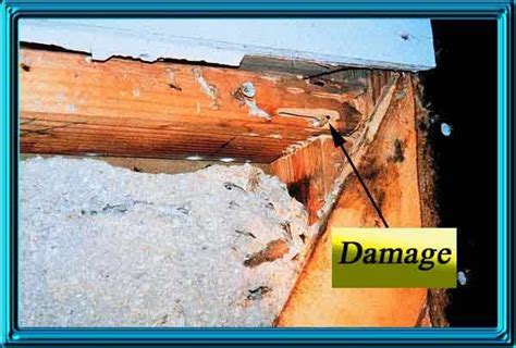 Carpenter ants can cause structural damage to homes because of their size; Carpenter Ants