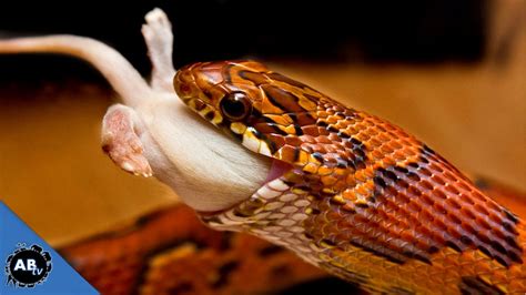 3 Tips To Get Your Snake To Eat Snakebytestv Youtube
