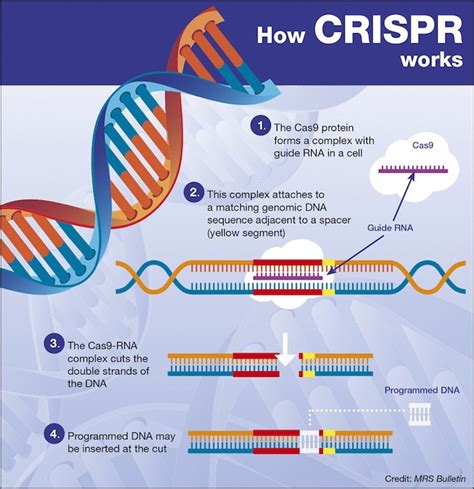 Gene Editing Tool Crispr Could Help Doctors Kill Cancer Cells