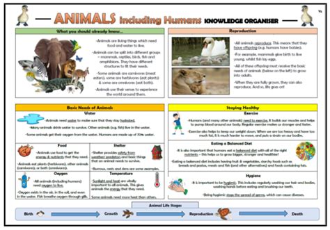 Year 2 Animals Including Humans Knowledge Organiser Teaching Resources
