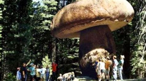 Remembering The Giant Mushrooms That Once Ruled The Earth Archaeology