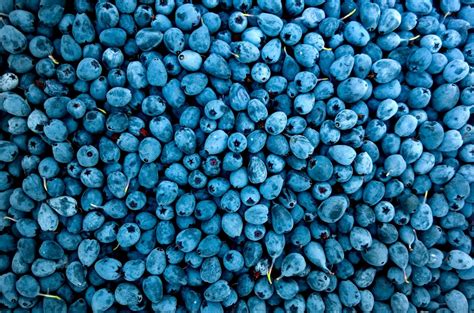 Eindelijk duidelijkheid het verschil tussen bosbessen en blauwe bessen